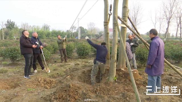 荊門沙洋：發(fā)展苗木產業(yè) 做致富引路人(圖2)