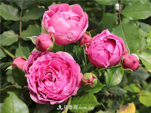 切花月季的栽培管理要點有哪些？(圖1)