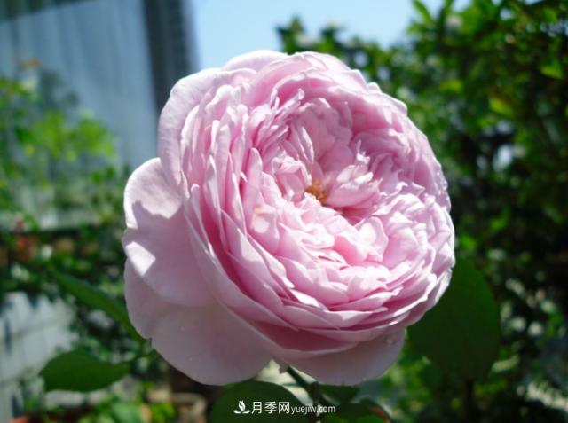 歐月月季種一棵長一片，陽臺庭院都能養(yǎng)，見過的人都喜歡(圖1)