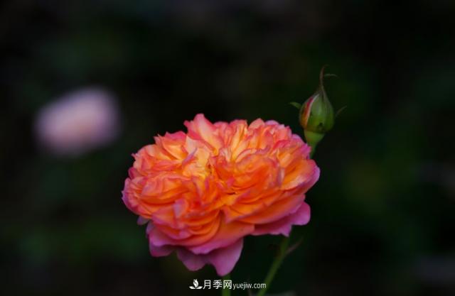 歐月月季種一棵長一片，陽臺庭院都能養(yǎng)，見過的人都喜歡(圖2)