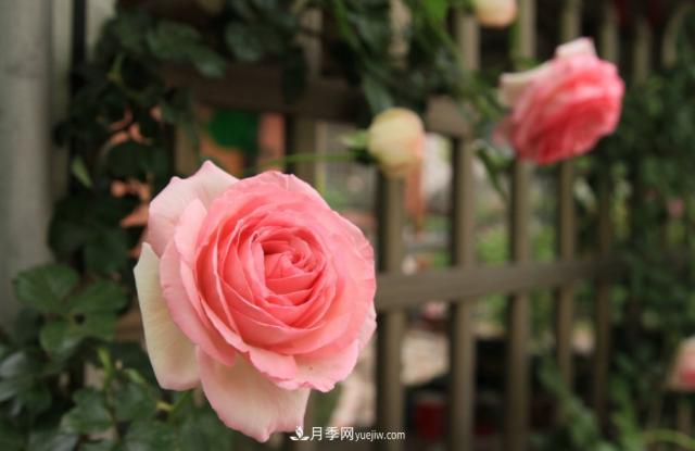 歐月月季種一棵長一片，陽臺庭院都能養(yǎng)，見過的人都喜歡(圖3)
