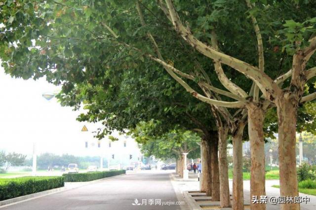 園林綠化中常用的法國梧桐，與古人詩詞中的梧桐是一種樹么？(圖1)