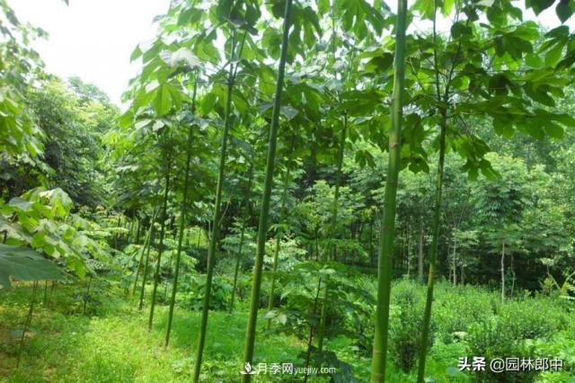 園林綠化中常用的法國梧桐，與古人詩詞中的梧桐是一種樹么？(圖5)