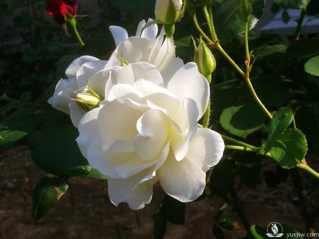 管理月季花的計劃表，二月份月季養(yǎng)護要怎么做？(圖1)