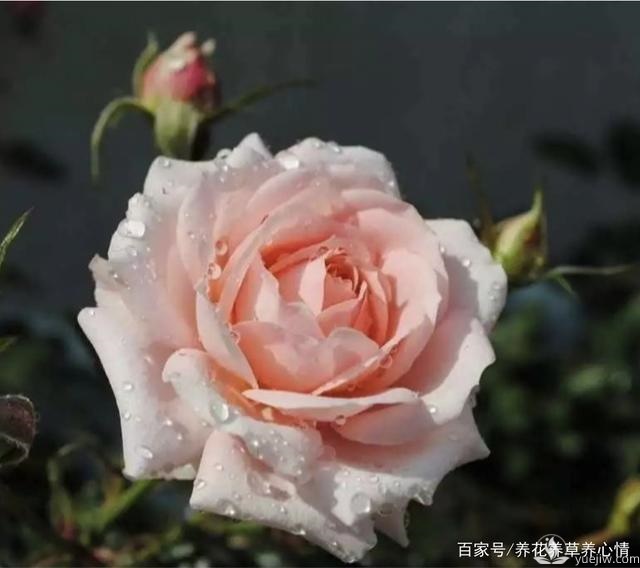 早春養(yǎng)殖月季要避開5個(gè)坑，月季開花多又大(圖1)