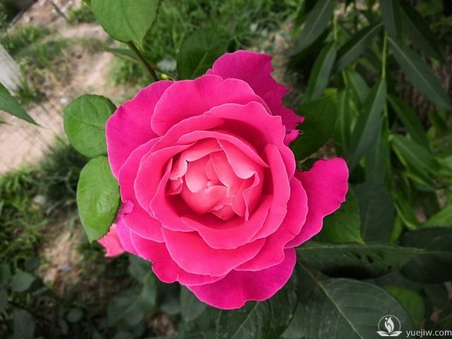 春天養(yǎng)月季，杜絕病蟲害！注意這幾點等著花爆開(圖1)
