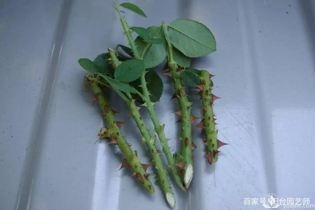 扦插月季從這三點開始，成活率相當高了(圖1)