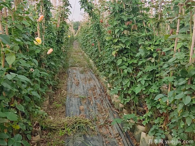 南陽藤本月季基地，1.5-2米爬藤月季出售量大(圖3)