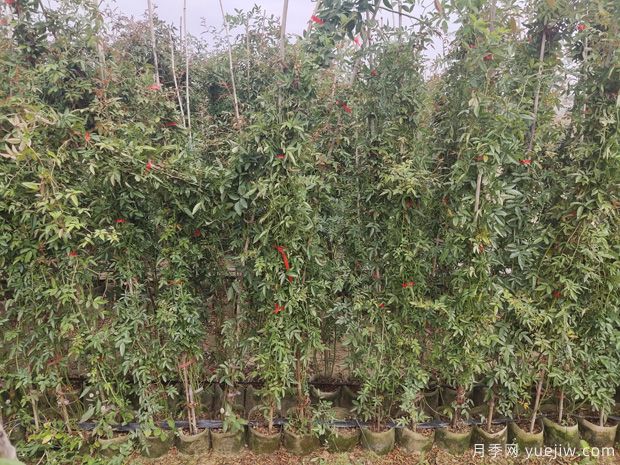 2米高紅木香，優(yōu)秀爬藤花卉基地批發(fā)價(jià)格(圖4)