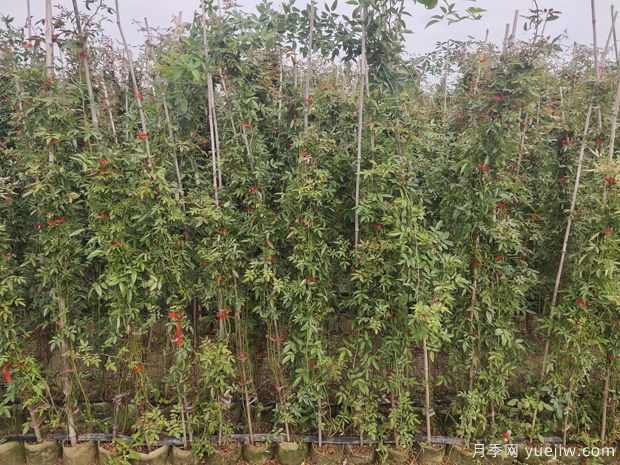 2米高紅木香，優(yōu)秀爬藤花卉基地批發(fā)價(jià)格(圖2)