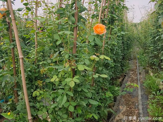 歐月濃香藤本月季，夏洛特夫人月季批發(fā)(圖3)