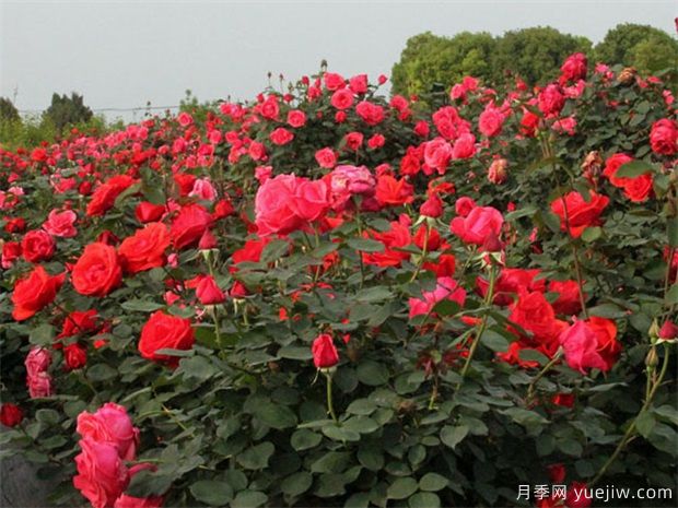 養(yǎng)紅色樹狀月季不必太麻煩，知道這三點就好了(圖1)