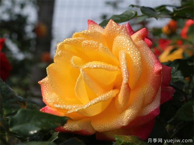 大花月季如何修剪呢？一起來看看吧(圖1)