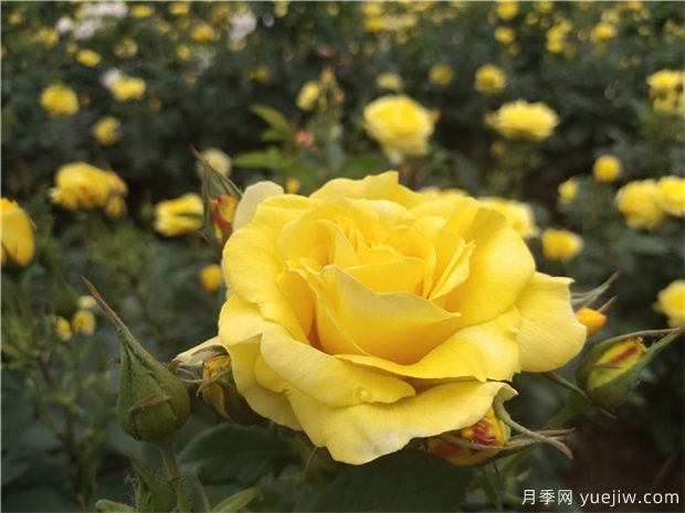要讓月季花花開不斷，你可以試著這樣做(圖1)