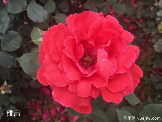 不同規(guī)格的大花月季，幾種的品種介紹(圖1)