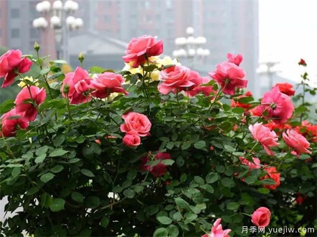 樹(shù)狀月季長(zhǎng)的啞枝多如何預(yù)防(圖1)