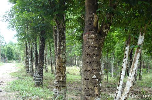 中國(guó)十大珍貴樹種，名貴樹木(圖1)