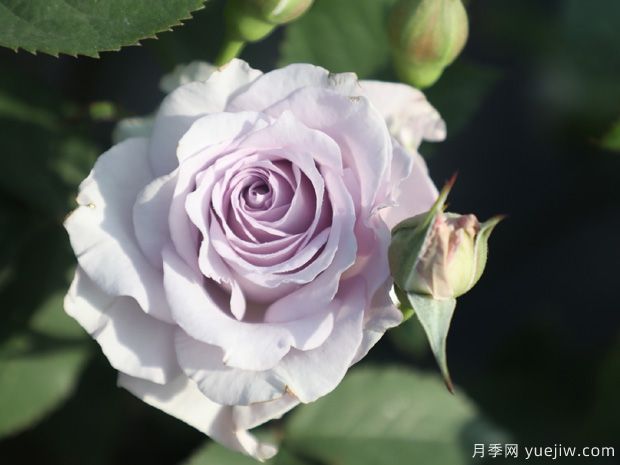 霽色月季的優(yōu)缺點是什么？(圖1)