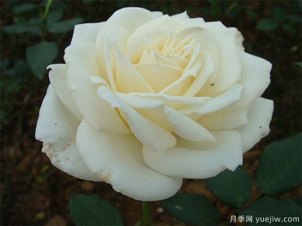 白玫瑰的介紹，花語(yǔ)和栽培養(yǎng)護(hù)(圖1)