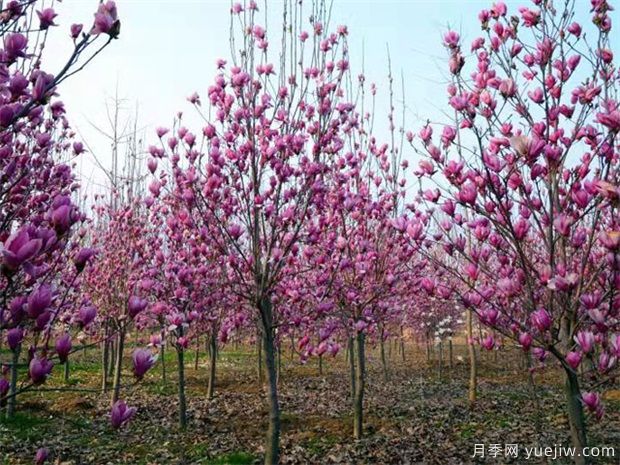 南陽紫玉蘭近期價(jià)格 2021年紫玉蘭基地報(bào)價(jià)(圖1)