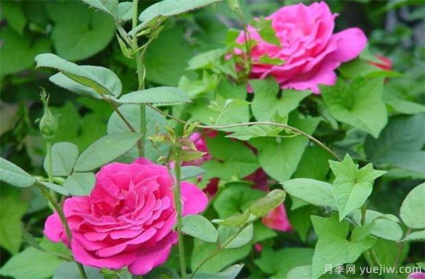 藤本月季和藤本薔薇哪個(gè)比較好養(yǎng)？薔薇養(yǎng)殖與注意事項(xiàng)(圖1)