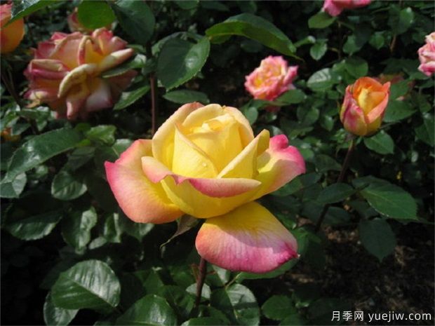 大花美人月季的特點？大花月季怎么修剪？(圖1)