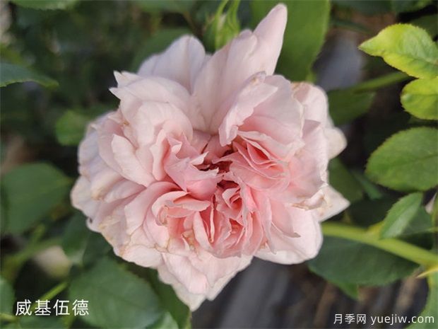 推薦50個(gè)大花濃香的熱門月季品種(圖3)