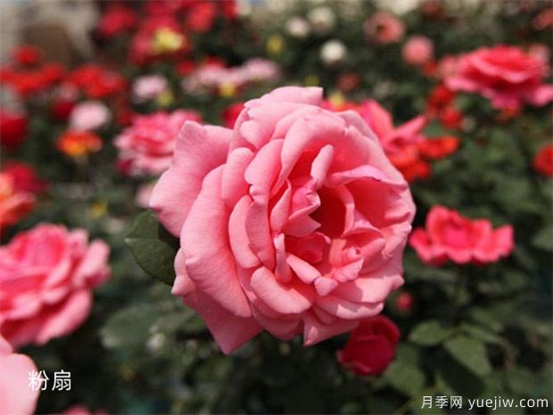 推薦50個(gè)大花濃香的熱門月季品種(圖2)