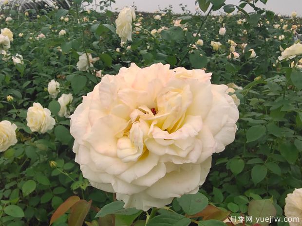 芽變金獎(jiǎng)?wù)略录?圖2)