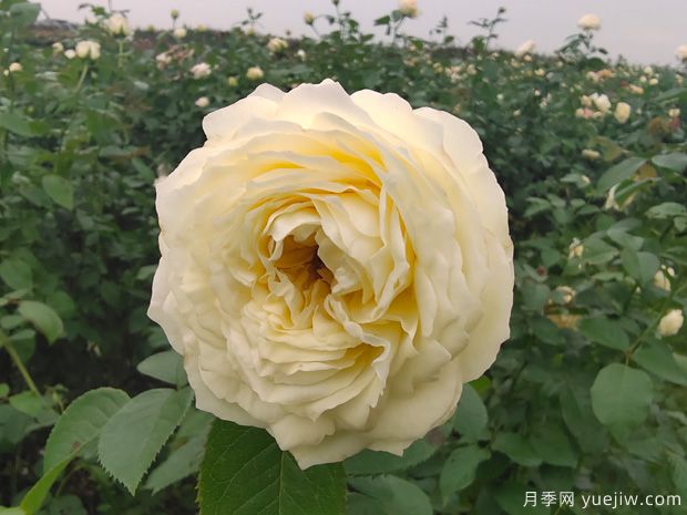 芽變金獎(jiǎng)?wù)略录緝?yōu)缺點(diǎn)是什么？(圖1)