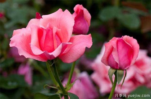 盆栽月季為什么花朵越開越?。坑绊懺录鹃_花主要因素(圖1)