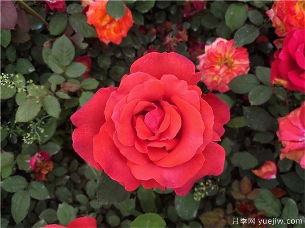 如何讓月季花月月開花？(圖1)