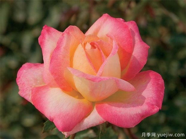 霜降來了，月季花入冬如何施肥，苗情不同方法不同(圖1)
