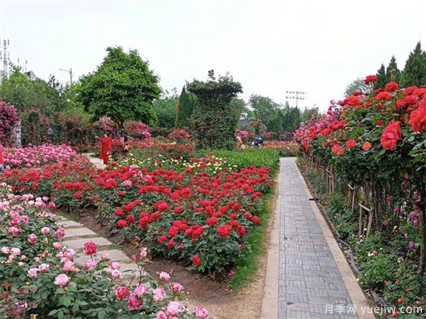 國家公園建設(shè)，將帶動(dòng)這些苗木的需求市場(圖1)
