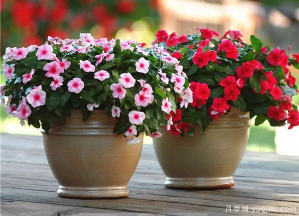 幾種讓花園充滿浪漫色彩的粉色花卉，滿足少女心(圖6)