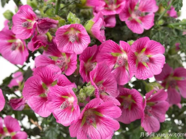 幾種讓花園充滿浪漫色彩的粉色花卉，滿足少女心(圖7)