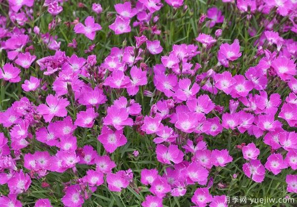 幾種讓花園充滿浪漫色彩的粉色花卉，滿足少女心(圖10)