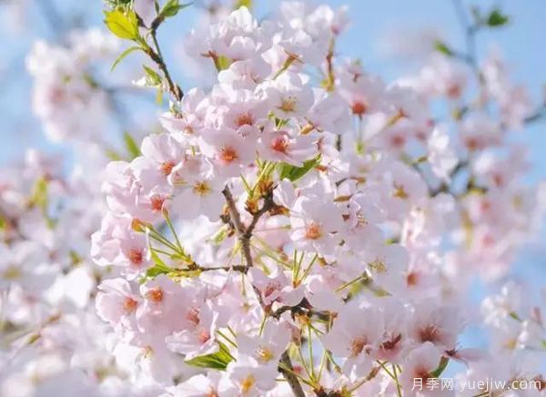 幾種讓花園充滿浪漫色彩的粉色花卉，滿足少女心(圖1)