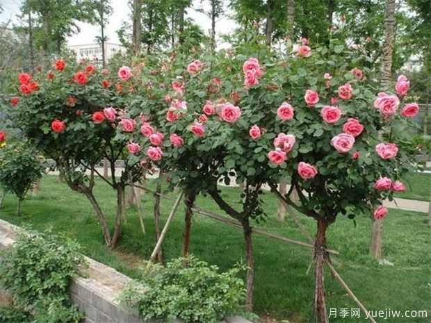 山東青島某小區(qū)的綠化養(yǎng)護方案(圖1)