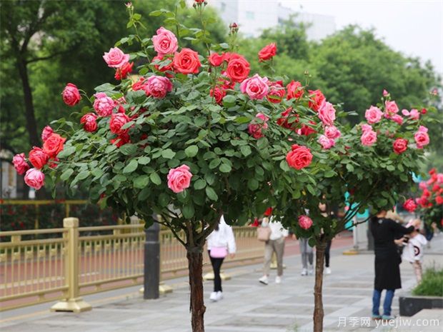 冬季月季行道樹(shù)修剪，注意3點(diǎn)剪出健康(圖1)