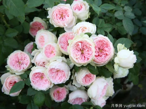 推薦14個耐雨淋的月季品種，這個秋季不怕雨(圖1)