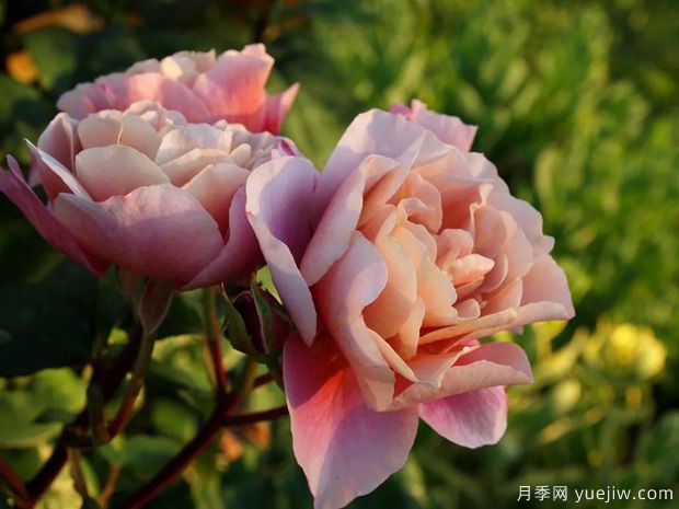 推薦14個耐雨淋的月季品種，這個秋季不怕雨(圖6)