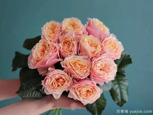推薦14個耐雨淋的月季品種，這個秋季不怕雨(圖8)