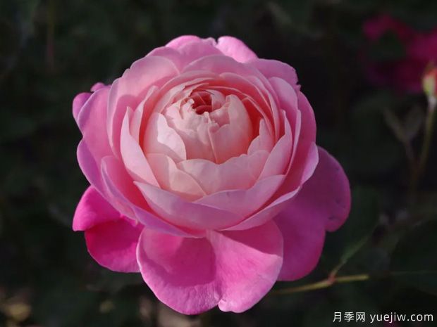 推薦14個耐雨淋的月季品種，這個秋季不怕雨(圖9)