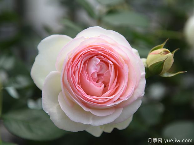 推薦14個耐雨淋的月季品種，這個秋季不怕雨(圖10)