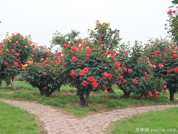月季瘦弱沒(méi)分枝，怎么養(yǎng)才能分枝多？(圖1)