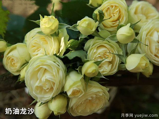 推薦十款花期***長的月季品種，賞花享四季(圖2)