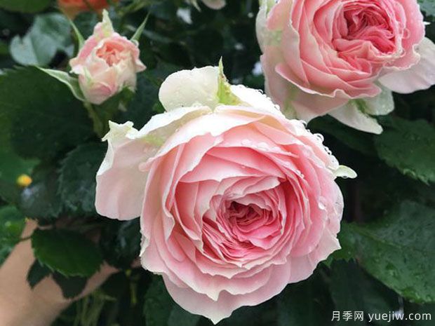 推薦十款花期***長的月季品種，賞花享四季(圖4)