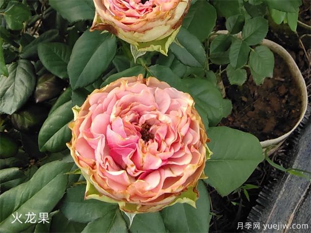 推薦十款花期***長的月季品種，賞花享四季(圖7)