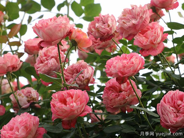 推薦2個藤本月季，粗放管理四季開花不斷(圖1)